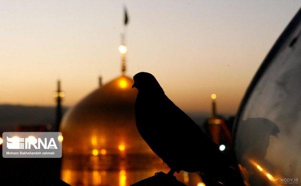  عکس حرم امام رضا با کبوتر