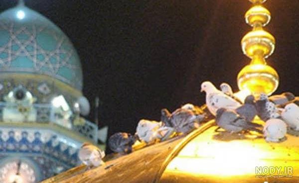  عکس حرم امام رضا با کبوتر