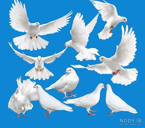 عکس کبوتر حرم امام حسین