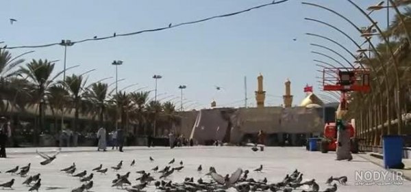  عکس کبوتر حرم امام حسین