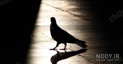  عکس کبوتر حرم امام حسین