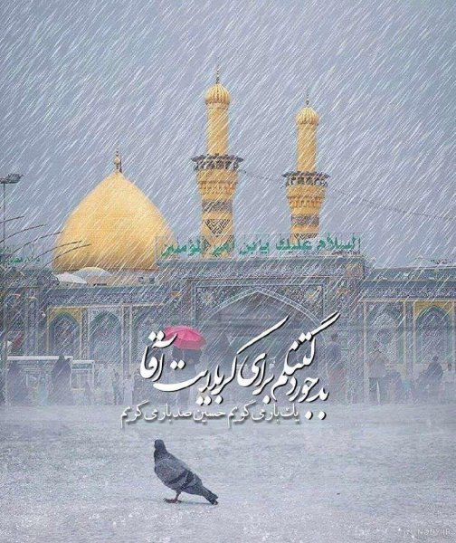  عکس کبوتر حرم امام حسین