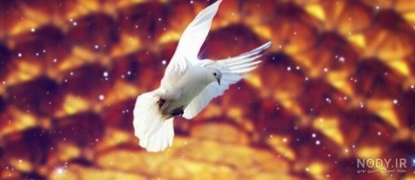  عکس کبوتر حرم امام حسین