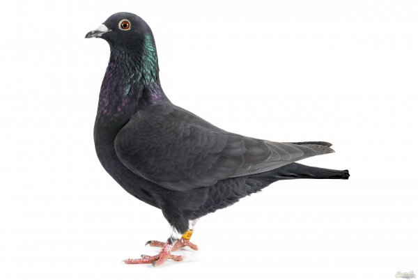  عکس کبوتر حرم امام حسین