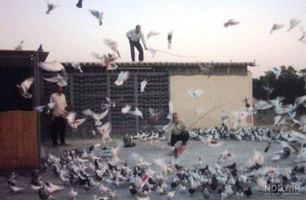  عکس کبوتر حرم امام حسین