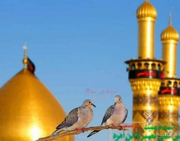  عکس کبوتر حرم امام حسین