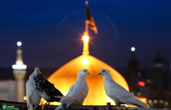  عکس کبوتر حرم امام حسین