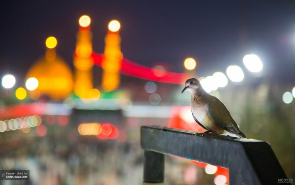  عکس کبوتر حرم امام حسین