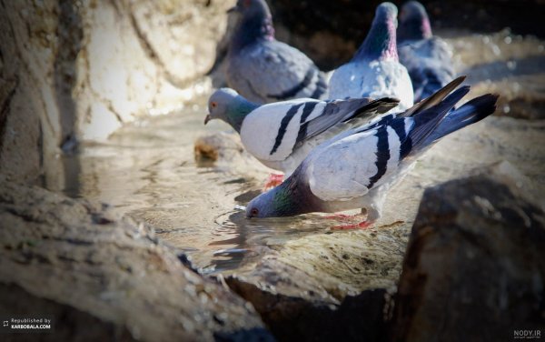  عکس کبوتر حرم امام حسین