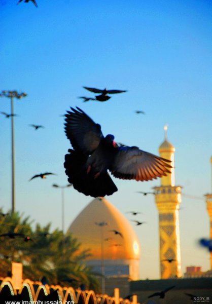  عکس کبوتر حرم امام حسین