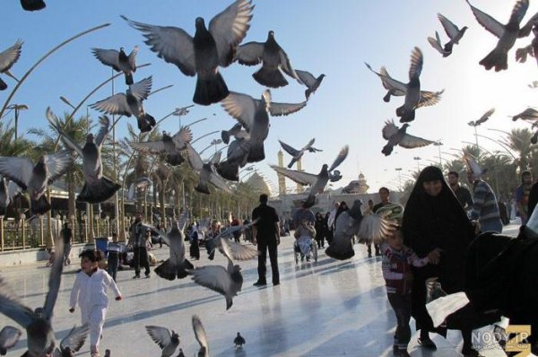 عکس کبوتر حرم امام حسین