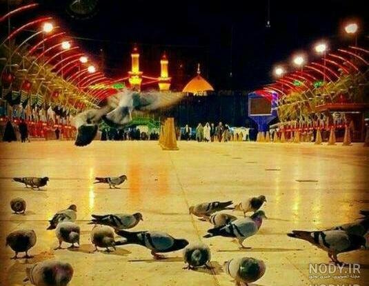  عکس کبوتر حرم امام حسین