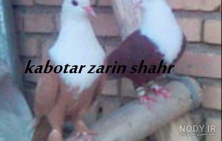  عکس کبوتر حرم امام حسین