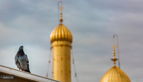  عکس کبوتر حرم امام حسین