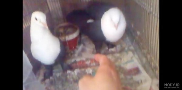  عکس کبوتر حرم امام حسین