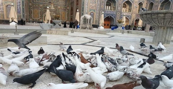 عکس حرم امام رضا با کبوتر برای پروفایل واتساپ