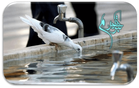  عکس حرم امام رضا با کبوتر برای پروفایل واتساپ