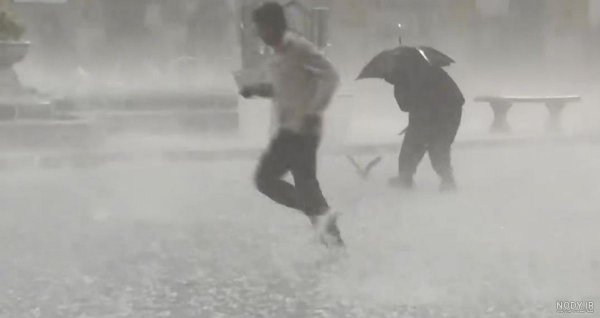  عکس حرم امام رضا با کبوتر برای پروفایل واتساپ