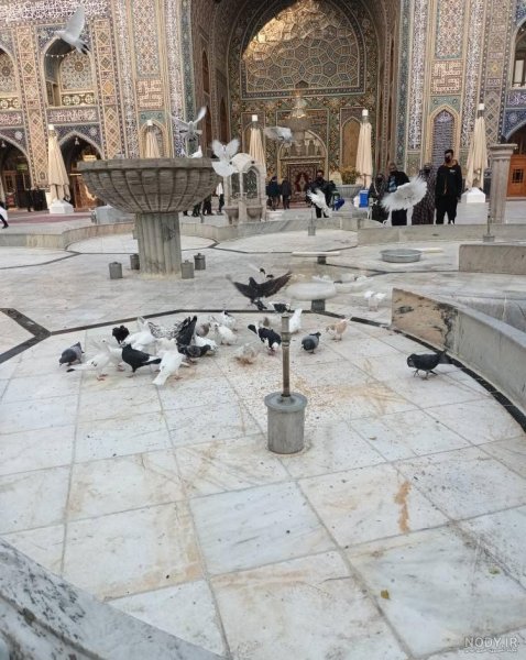  عکس حرم امام رضا با کبوتر برای پروفایل واتساپ