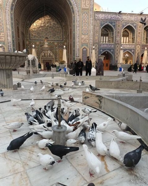  عکس حرم امام رضا با کبوتر برای پروفایل واتساپ