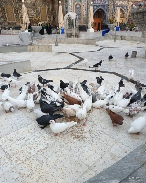  عکس حرم امام رضا با کبوتر برای پروفایل واتساپ