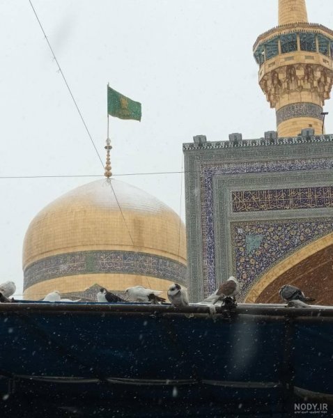  عکس حرم امام رضا با کبوتر برای پروفایل واتساپ