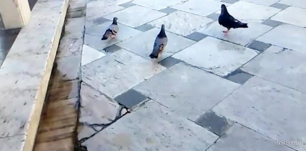  عکس حرم امام رضا با کبوتر برای پروفایل واتساپ