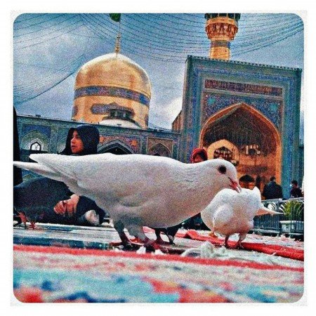 پروفایل عکس حرم امام رضا با نوشته زیبا