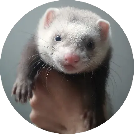  عکس برای هایلایت اینستا بنفش