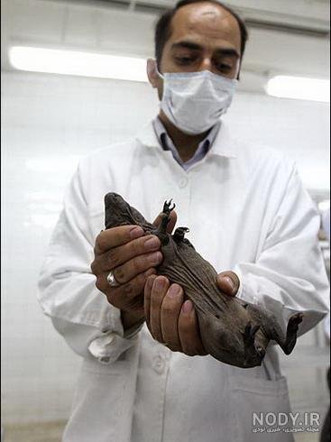  عکس سرم آویزان شده