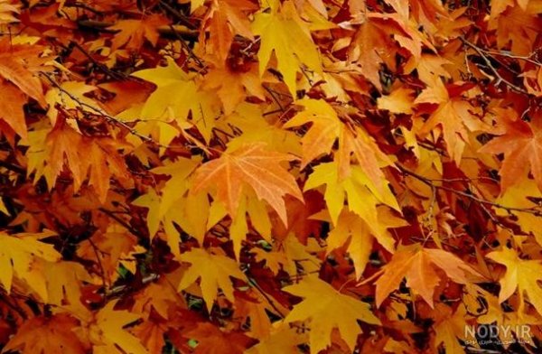  زیباترین تصاویر پاییزی ایران