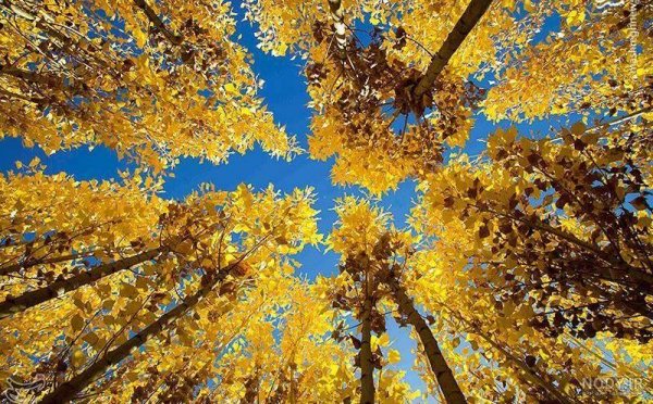  زیباترین تصاویر پاییزی ایران