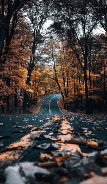  200 عکس برای استوری پاییز