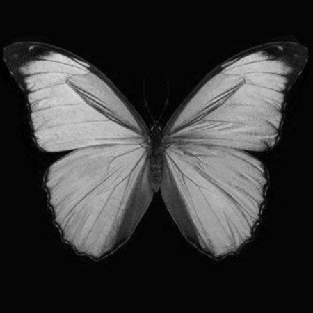  عکس صفحه سیاه و سفید