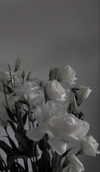  عکس سفید برای پروفایل