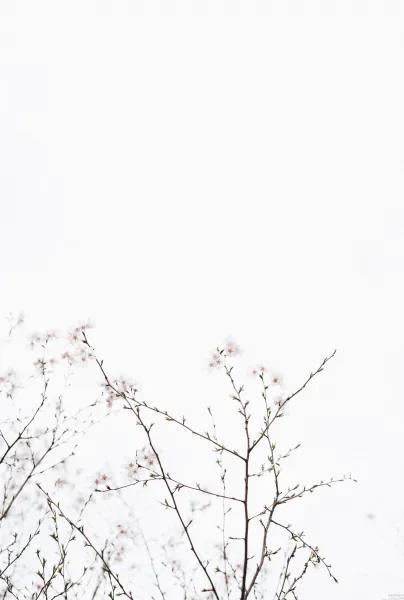  عکس سفید طرح دار