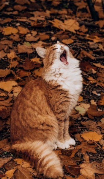  عکس پاییزی دونفره