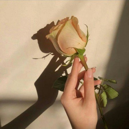  پروفایل باکلاس