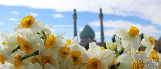  عکس جمکران و گل نرگس
