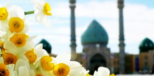  عکس جمکران و گل نرگس