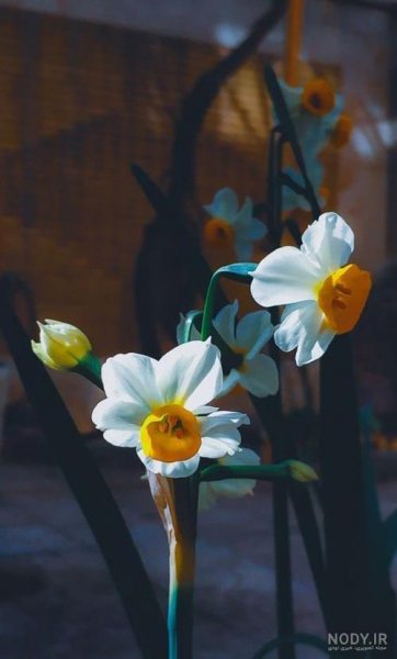  عکس جمکران و گل نرگس