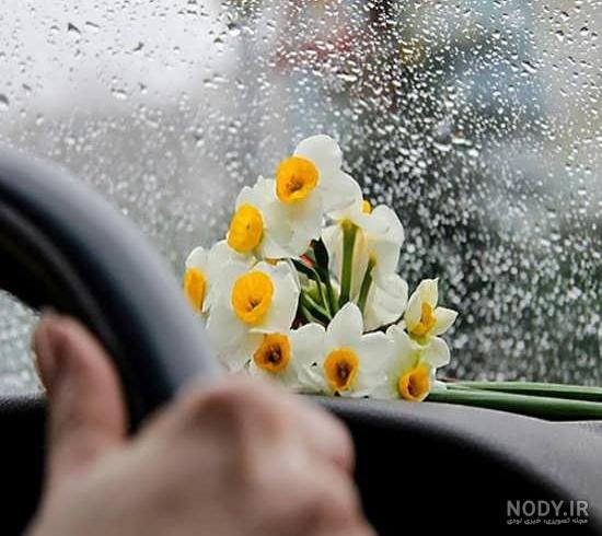  عکس جمکران و گل نرگس