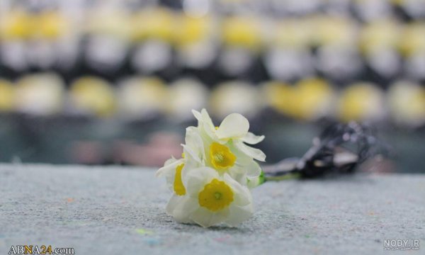  عکس جمکران و گل نرگس