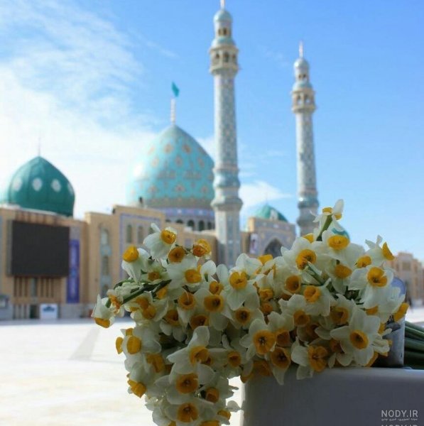  عکس جمکران و گل نرگس
