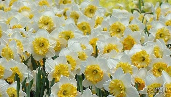  عکس جمکران و گل نرگس