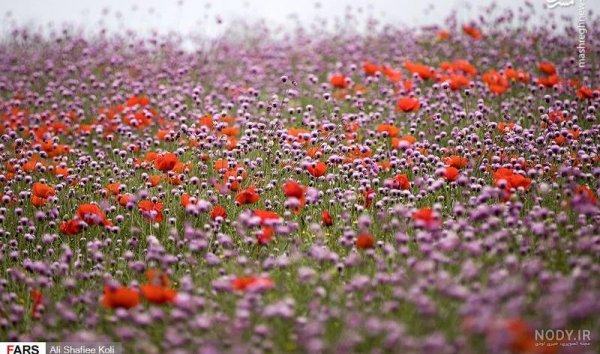  عکس جاده از بغل