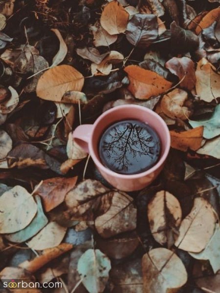  عکس برای استوری چای