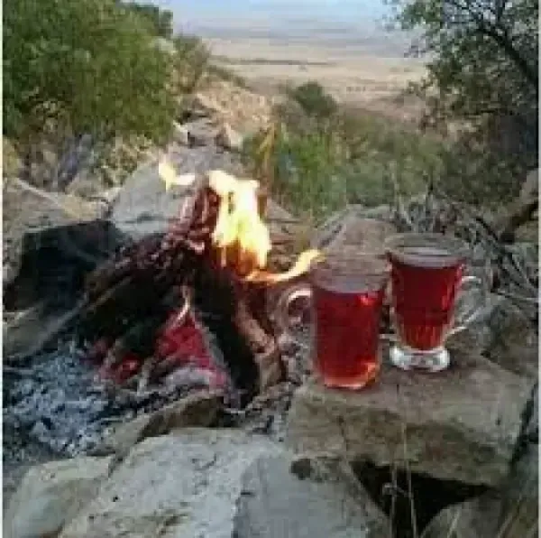  عکس چای در شب