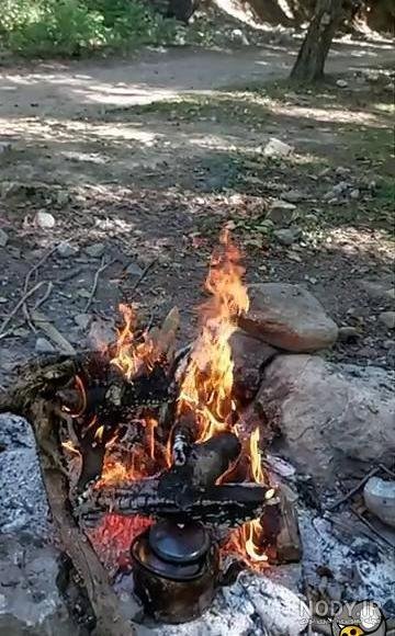  عکس چای در شب