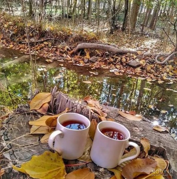  عکس چای دونفره در طبیعت